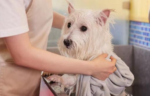 可再生的植物猫砂、宠物营养品等,宠物经济新赛道正热 可再生的植物猫砂、宠物营养品等,宠物经济新赛道正热