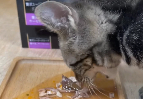 自家主子亲测!口碑最好的猫零食还得看希宝 自家主子亲测!口碑最好的猫零食还得看希宝