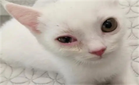 猫咪眼睛周围发红怎么办