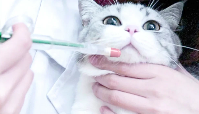 猫咪体外驱虫用什么药好 猫咪体外驱虫用什么药好