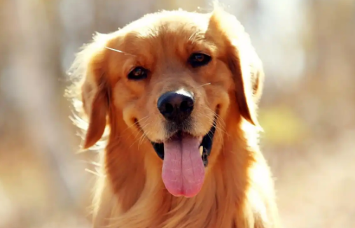 狗怀孕晚期怎样控制食量防难产 狗怀孕晚期怎样控制食量防难产