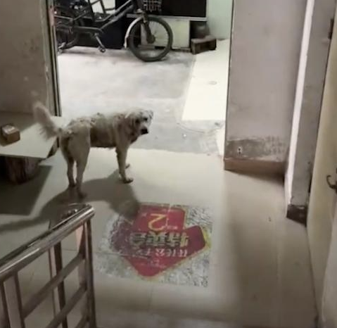 患皮肤病的流浪狗被投喂后,就要跟好心人回家 患皮肤病的流浪狗被投喂后,就要跟好心人回家