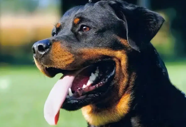 不认识护卫“三剑客”,怎敢说喜欢护卫犬? 不认识护卫“三剑客”,怎敢说喜欢护卫犬?