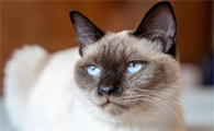 猫咪抑郁症和主人情绪有关吗