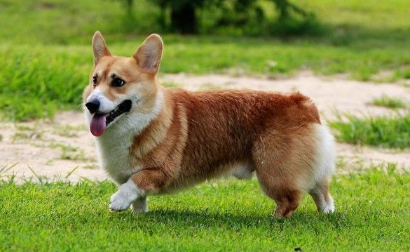 威尔斯柯基犬的饲养是否容易?详细注意事项介绍 威尔斯柯基犬的饲养是否容易?详细注意事项介绍
