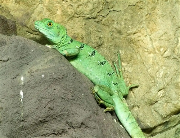 壁虎VS蜥蜴，这些细微差别你真的了解吗？