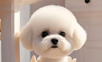 比熊犬优点解析:全面了解这一可爱萌宠 比熊犬优点解析:全面了解这一可爱萌宠