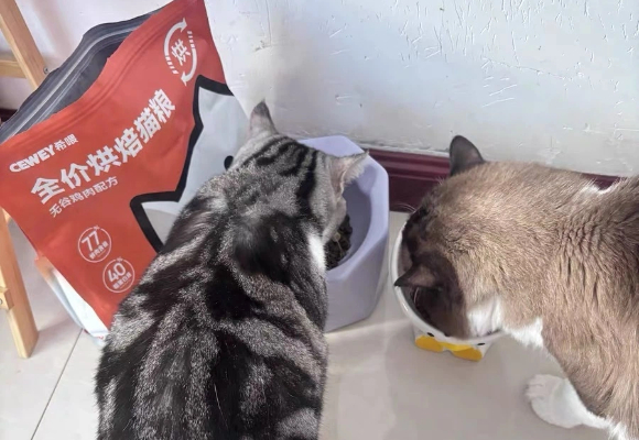 清爽猫粮不油腻推荐:希喂烘焙粮解决猫咪黑下巴困扰 清爽猫粮不油腻推荐:希喂烘焙粮解决猫咪黑下巴困扰