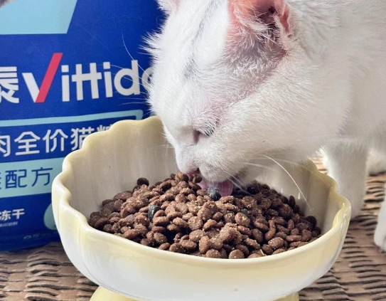 活力泰猫粮:肠胃敏感猫咪的贴心之选 活力泰猫粮:肠胃敏感猫咪的贴心之选