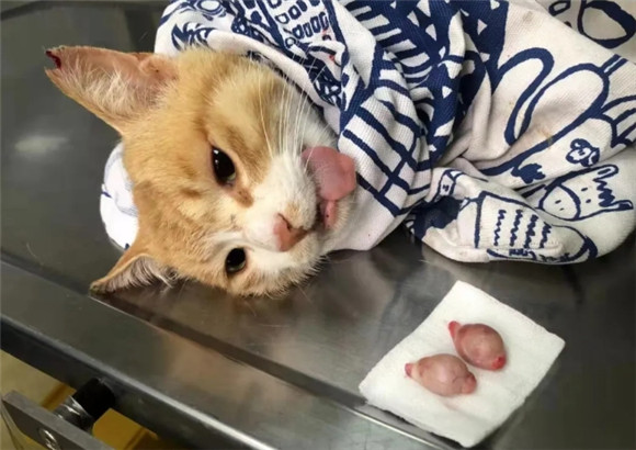 猫一定要绝育吗
