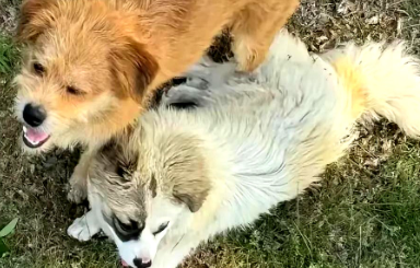 触目惊心!大连莲花山流浪狗成梅花鹿杀手 触目惊心!大连莲花山流浪狗成梅花鹿杀手