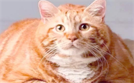 猫咪发腮时饮食要注意什么？