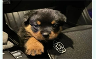 罗威纳犬是一种历史悠久、性格鲜明的犬种