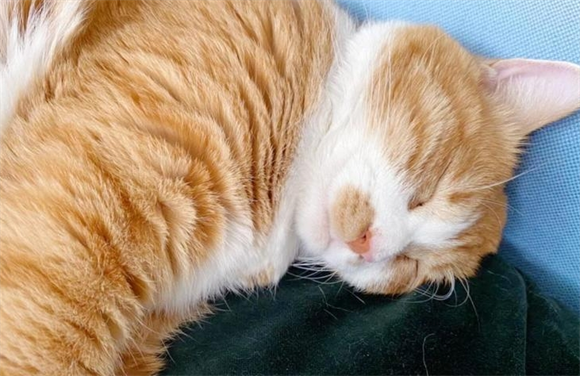小猫驱虫一定要去宠物医院吗