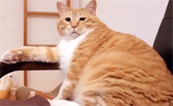 猫咪肥胖会引发哪些常见健康问题呢?