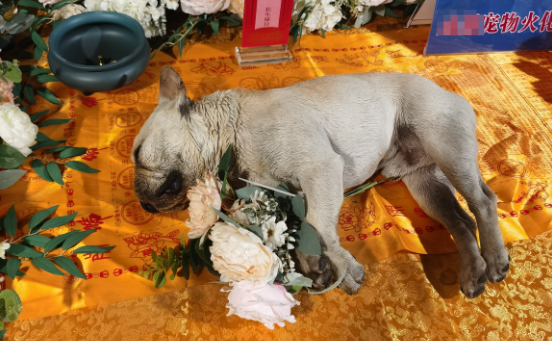 宠物狗被撞死后,主人索赔火化费、“超度”费?法院判了 宠物狗被撞死后,主人索赔火化费、“超度”费?法院判了