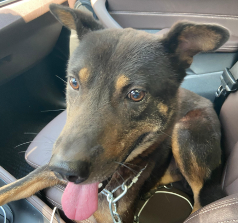 爱犬在宠物店暴毙!主人索赔精神损害抚慰金2万 爱犬在宠物店暴毙!主人索赔精神损害抚慰金2万