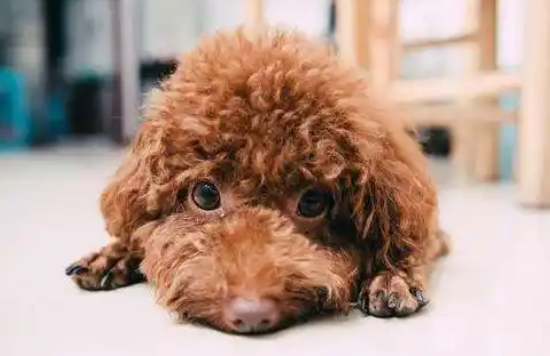 泰迪的这些行为，其实是在“认错”，还有很多人不懂！