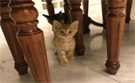 宠物猫得肾衰竭的症状是怎样的