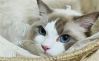 猫咪一天吃多少正常