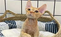 如何缓解猫咪假孕带来的不适