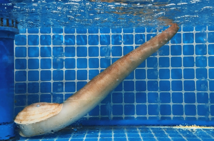 象拔蚌是什么生物