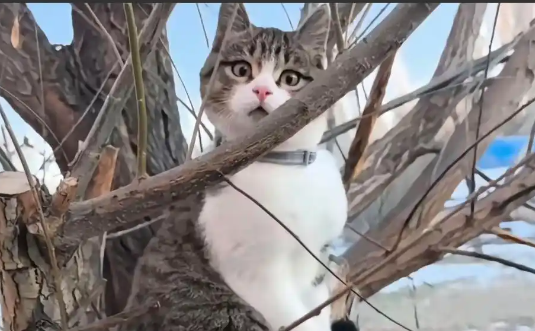 流浪猫“悟空”之死:一场关于生命、流量与公共伦理的现代寓言 流浪猫“悟空”之死:一场关于生命、流量与公共伦理的现代寓言