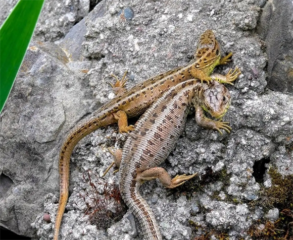 壁虎VS蜥蜴，这些细微差别你真的了解吗？