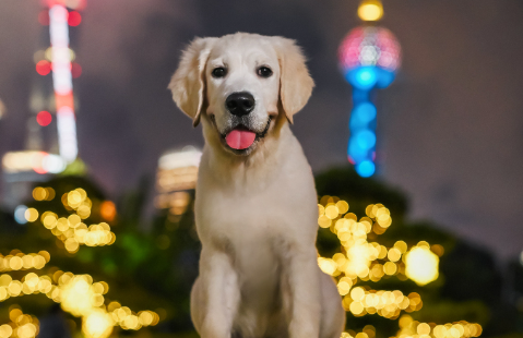 狗狗老是舔小便的地方怎么回事 狗狗老是舔小便的地方怎么回事
