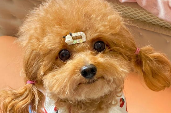 幼犬得了细小有什么症状