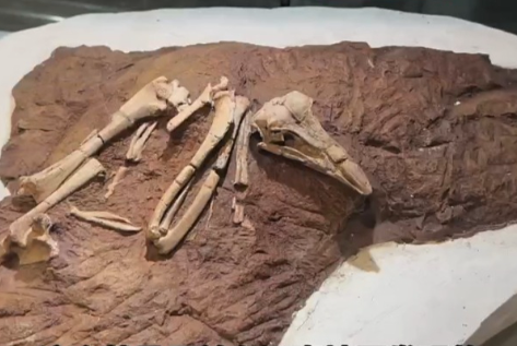 新西兰发现1900万年前喜鹊祖先化石