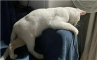 猫后腿无力但精神正常