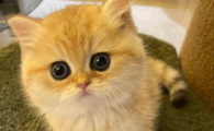 猫咪尿黄是什么原因