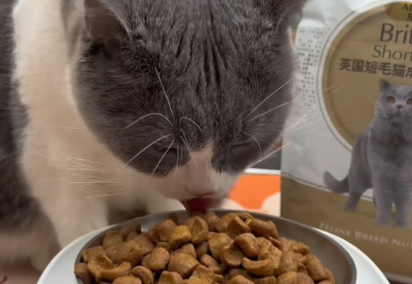皇家猫粮专研:最适合蓝猫吃的猫粮在这里! 皇家猫粮专研:最适合蓝猫吃的猫粮在这里!