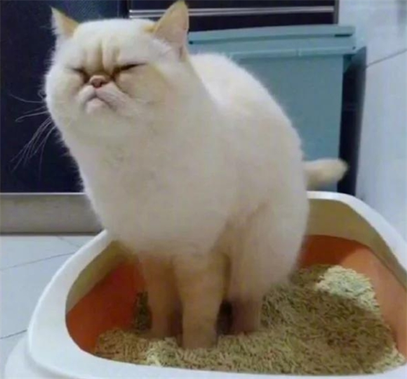 家养的猫咪便血拉稀是怎么回事