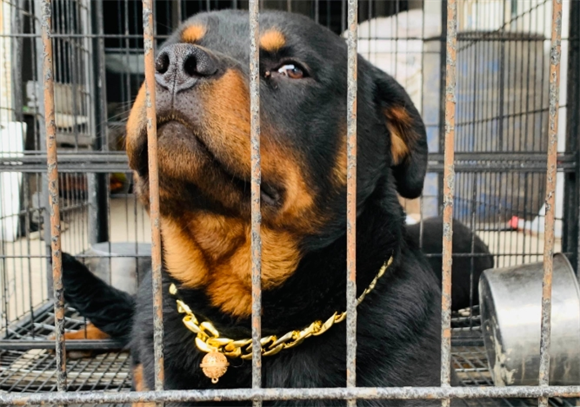 一文详解：罗威纳犬禁养情况概览
