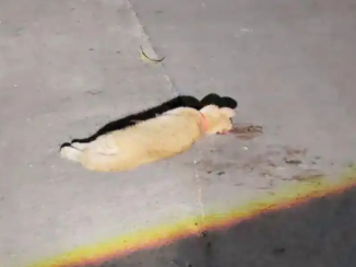 宠物被撞死,主人索赔“法事超度”费、火化费 宠物被撞死,主人索赔“法事超度”费、火化费