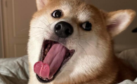 狗吃三文鱼多久吃一次