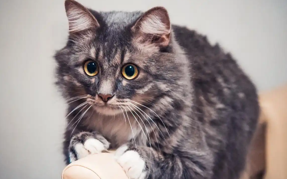 猫咪乳牙未脱落会影响新牙生长吗 猫咪乳牙未脱落会影响新牙生长吗