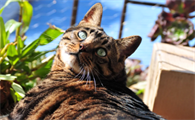 猫咪泪痕能用生理盐水清理吗?