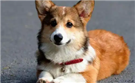 威尔斯柯基犬为什么不建议养?看完这几点就知道