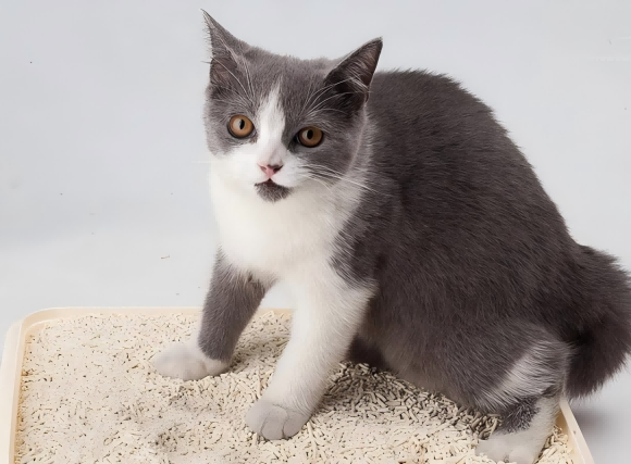 猫砂测评推荐丨选对产品，让猫咪生活更舒适