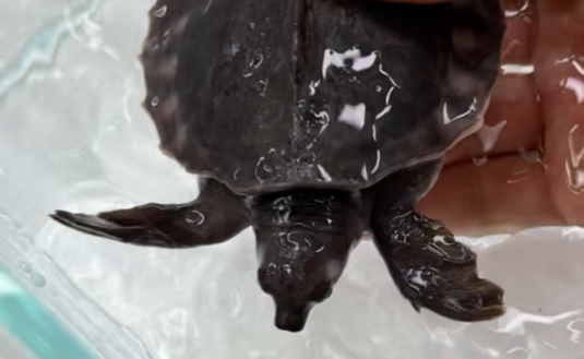 警民接力助猪鼻龟“归家”,因为它是保护动物! 警民接力助猪鼻龟“归家”,因为它是保护动物!