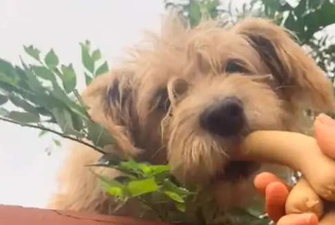 看院子的狗狗被饿了好几天，网友每天隔墙投喂它们！