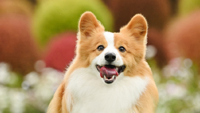 线路由1条增至8条,高铁宠物托运服务试点范围今起扩大 线路由1条增至8条,高铁宠物托运服务试点范围今起扩大