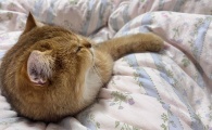 猫砂一个月用多少斤?科学计算用量与贴心选择很关键