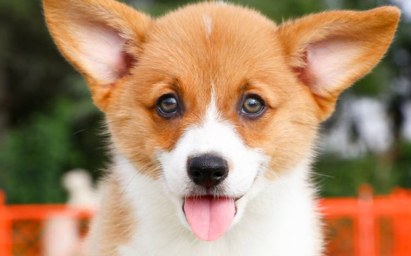威尔斯柯基犬的来历,一文介绍它的前世今生 威尔斯柯基犬的来历,一文介绍它的前世今生