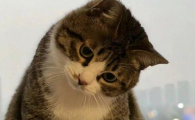 子宫蓄脓猫咪症状