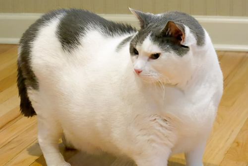 猫咪肥胖后关节负担会加重吗？