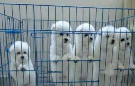 一只纯种的“比熊犬”大概多少钱,别买贵了 一只纯种的“比熊犬”大概多少钱,别买贵了
